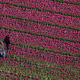 Image for article titled The soothing, hypnotic colors of tulip season, seen from above